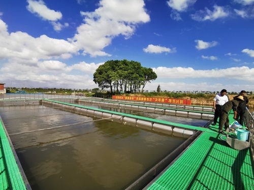 你吃過 跑道 游來的鱸魚嗎 湖州菱湖為它成功認證全國名特優新產品